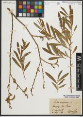 Foto von Salix purpurea L.
